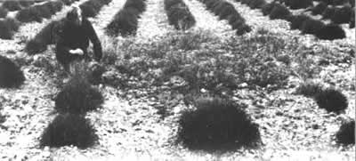 Terrain de Valensole